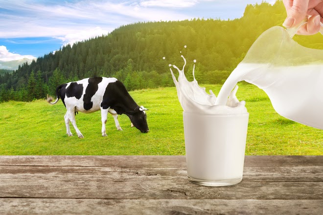 Người bị thoái hóa cột sống nên uống sữa bò mỗi ngày